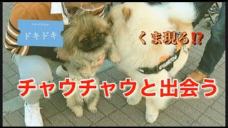 ＃ペキニーズ＃犬　【閲覧注意(犬の鳴き声あります。）】大きなチャウチャウと出会いました。マイコロ('ω')びびる⁉⁉⁉