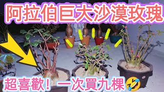 ［跟著阿郁種］阿拉伯巨大沙漠玫瑰，超級喜歡！一次買9棵🤣#taiwan#adenium#desertrose#caudex#沙漠玫瑰#bonsai#盆栽#塊根植物#塊根植物のある暮らし#塊根初心者#花