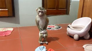 Monkey YuYu quickly ran home because she needed to poop!