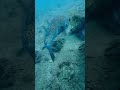 沙巴pulau gaya潜水初体验｜偶遇可爱的刺豚（porcupinefish） 沙巴潜水 pulaugaya 亚庇潜水 水肺潜水 马来西亚旅行 刺豚 海底生物 珊瑚礁 东南亚潜点