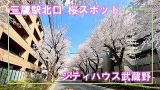 【シティハウス武蔵野】三鷹駅北口桜スポットご紹介動画　住友不動産のマンション