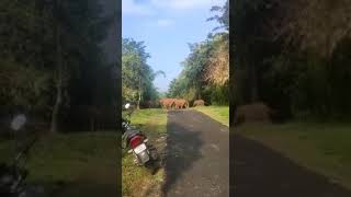 Elephant in Kalady Plantation