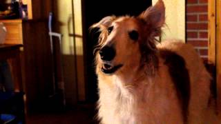 Barking borzoi Milka version 2.MOV