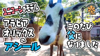 【福岡市動物園】このたび父になりました✨🦄ユニコーンのモデルの絶滅危惧種アラビアオリックスのアシール [Fukuoka City Zoo] Arabian oryx, Asiiru.