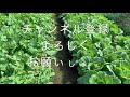 アブラムシ注意報　大根と白菜の防除　20 10 3