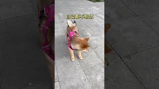 柴犬寶寶 一不小心接住了零食，一臉懵逼：零食哪去了呢？最後的表情太可愛了#萌寵出道＃寵物＃柴犬