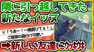 【2ch動物スレ】新しい友達ができてウッキウキwwwwwww