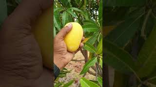 Kesar Mango 🥭 Harvest  - మామిడి 🥭  తోట