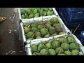 আজকের বাজারে আমের দাম আমের পাইকারী বাজার ২০২২ mango wholesale market dhaka badamtoli 2022