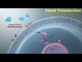 Signal Transduction in Immune Cells: Receptor-Ligand Interactions