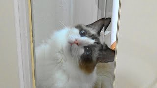 首をかしげ過ぎる猫ラグドールのハウル君 Cutest Cat Head Tilt : Ragdoll Cat Howl