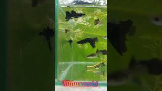 full black guppy males and females