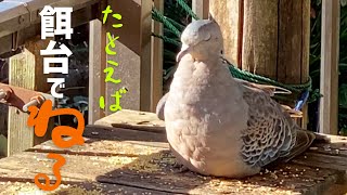 【鳥の餌台】最近やって来る、謎の小さなキジバトの大胆すぎる行動★