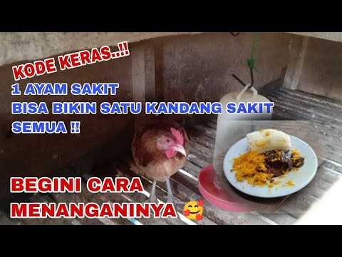 AYAM ANDA SAKIT ? || BEGINI CARA TEPAT MENANGANI / MERAWAT/ MENGOBATI ...