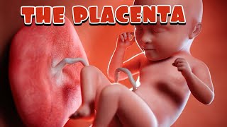 The Placenta Is Understudied: Quick Overview