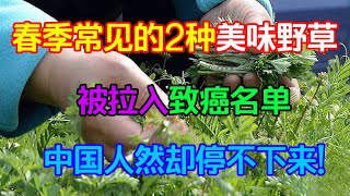 春季常見的2種美味野菜，被列入致癌名單，中國人卻停不下來！【侃侃養生】