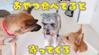 おやつ食べてると寄ってくる･･･　🐶ひみつきちなう！#1🐶  (チワワ コーギー ミックス犬 ミニチュアシュナウザー マルペキ) 2021年4月6日