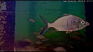 Live Cam in The Lower Keys