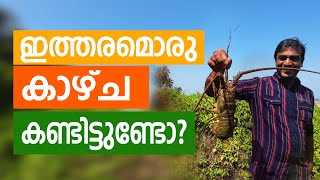 മുഴുപ്പിലങ്ങാട് ഡ്രൈവ് ഇൻ ബീച്ച് | ലോബ്‌സ്റ്റർ |  MUZHUPPILANGAD DRIVE IN BEACH | LOBSTER