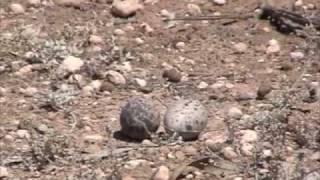 Bush Stone Curlew