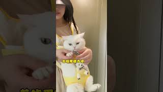 如何正确带小猫咪出门 #萌宠好物 #宠物双肩包