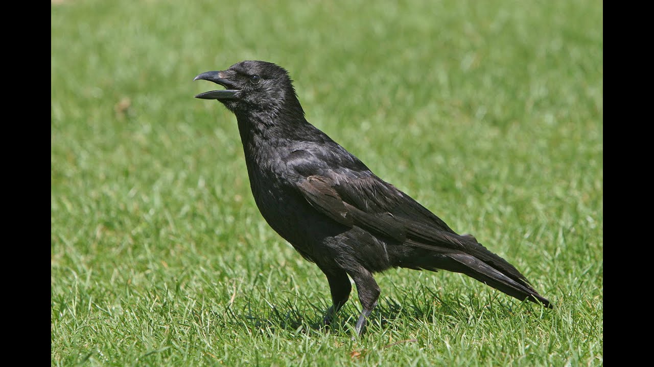 BTO Bird ID - Corvids - Crow, Rook, Raven - YouTube