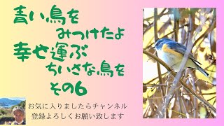 枝にとどまりじっとしているルリビタキを見上げていました　もう足場が悪くキツー(^^;;