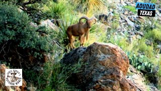 Veteran Honored with Challenging Aoudad Hunt in Texas