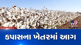 Fire in transformer spreads to cotton farms in Limbdi, leads to huge loss of cotton | Surendranagar