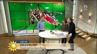 Myggviruset som kan skada ditt foster - Nyhetsmorgon (TV4)