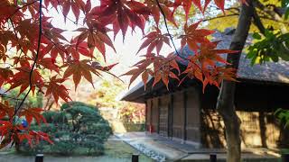 武蔵野の面影を残す禅寺平林寺　紅葉名所　20231128　　Heirinji, a Zen temple that retains the atmosphere of Musashino.