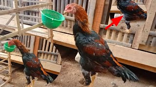 Cara Merawat Ayam Umur 4 Bulan Agar Cepat Besar Dan Sehat