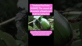 [ASMR] The sound of Anomala albopilosa's mating behavior. #sdgs #insects #sound #yt #asmr #mating