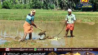 തരിശ് ഭൂമിയില്‍ നെല്‍ക്കൃഷിറക്കി നാടിന് മാതൃകയാകുകയാണ് ഒരു സ്ഥാനാര്‍ഥി