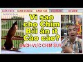 Vì sao hạn chế chào mào Bổi ăn cào cào và Làm sao vực Chim bị Suy