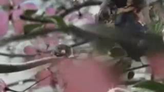 Cingular Wireless / AT&T - Family Tree Commercial 2004