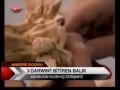 evrim teorisini ve charles darwin i bitiren balık coelacanth