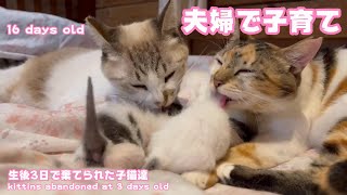 生後3日で棄てられた子猫達 16 days old 夫婦で子育て Kittens abandoned at 3 days old