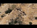 griffon vulture gyps fulvus crete