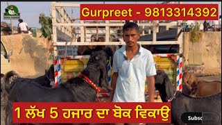 1 ਲੱਖ 5 ਹਜਾਰ ਦਾ ਬੋਕ ਵੀਕਾਊ ॥