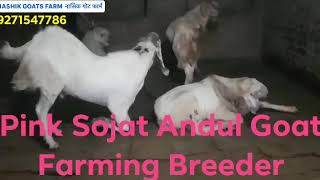 Pink Sojat Andul Goat Farming Breeder