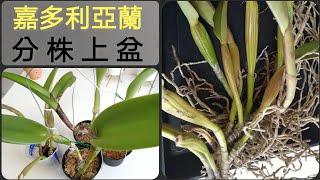 嘉多利亞蘭 分株上盆20/3/2022