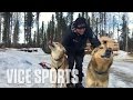 Meet Iditarod-Winning Sled Dogs