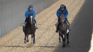 【株式会社エクワインレーシング】マウントフジ19 調教 坂路 2020/12/5撮影【調教動画】