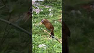 The Chinese Hwamei Or Melodious Laughingthrush Is A Passerine Bird Of Eastern Asia, Leiothrichidae