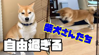 安定の暴走弟とツンデレのツンしかない兄柴【柴犬兄弟】＃127