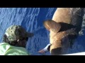 handlining a 400 lb goliath grouper jewfish