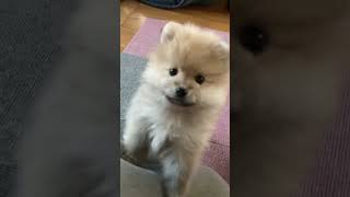 子犬時代の独特な動きが可愛い。#ポメラニアン #子犬  #たぬき顔 #ポメラニアンのいる生活