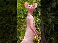 Cute sphynx cat || 🤠🤓🤠🧐🥰🤣