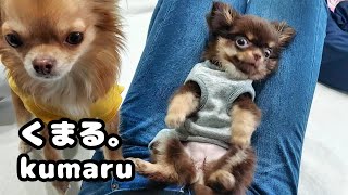 母の脚にハマって弱点突かれた子犬の顔が崩壊したチワワのくまる